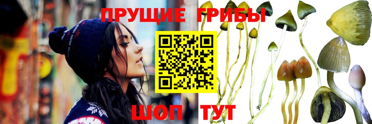 купить закладку  Псилоцибиновые грибы Cubensis  Грязи  Вход с VPN  Галлюциногенные грибы Psilocybe 